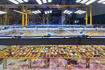 Coral and Fish native to Great Barrier Reef inside experiment tanks at National Sea Simulator. Australian Institute of Marine Science where impacts of complex environmental changes are researched, Cap...