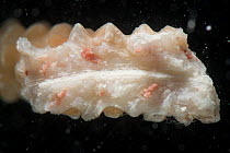 Staghorn coral (Acropora sp) in cross section, gravid coral with pink egg bundles. Queensland, Australia. December.