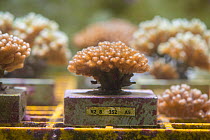 Coral specimens in tank at National Sea Simulator where impacts of complex environmental changes on coral reefs are researched. Australian Institute of Marine Science, Cape Ferguson, Queensland, Austr...
