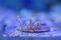 Coral growing in marine tank where impacts of complex environmental changes on coral reefs are researched. National Sea Simulator, Australian Institute of Marine Science, Cape Ferguson, Queensland, Au...
