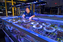 Research aquarist Andrea Severeti with experiments in National Sea Simulator, fragment and spawn grown Coral from Great Barrier Reef. Australian Institute of Marine Science where impacts of complex en...