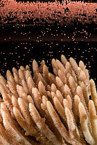 Staghorn coral (Acropora millepora) spawning, gametes of egg and sperm bundles floating to surface. Queensland, Australia. December.