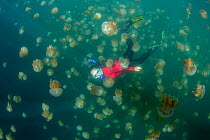 Snorkler amongst Golden jellyfish (Mastigias papua etpisoni). Millions of the jellyfish migrate horizontally across the marine lake daily. Subspecies evolved separately from species in nearby lagoons....