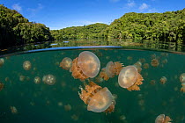 Golden jellyfish (Mastigias papua etpisoni) in marine lake surrounded by mangrove forest, split level image. Millions of the jellyfish migrate horizontally across the lake daily. Subspecies evolved se...