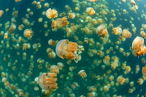 Golden jellyfish (Mastigias papua etpisoni), millions of jellyfish migrate horizontally across the marine lake daily. Subspecies evolved separately from species in nearby lagoons. Jellyfish Lake, Eil...