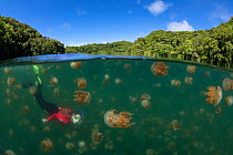 Snorkeler amongst Golden jellyfish (Mastigias papua etpisoni) in marine lake, split level image with mangrove forest on shore. Millions of the jellyfish migrate horizontally across the lake daily. Sub...