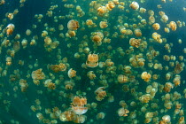 Golden jellyfish (Mastigias papua etpisoni), millions of jellyfish migrate horizontally across the marine lake daily. Subspecies evolved separately from species in nearby lagoons. Jellyfish Lake, Eil...