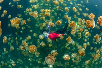Snorkler amongst Golden jellyfish (Mastigias papua etpisoni) in marine lake. Millions of the jellyfish migrate horizontally across the lake daily. Subspecies evolved separately from species in nearby...