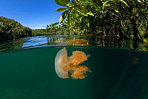 Golden jellyfish (Mastigias papua etpisoni) in marine lake, split level image. Subspecies evolved separately from species in nearby lagoons. Jellyfish Lake, Eil Malk Island, Rock Islands, Palau.