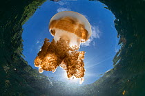 Golden jellyfish (Mastigias papua etpisoni) in marine lake, view towards sky. Subspecies evolved separately from species in nearby lagoons. Jellyfish Lake, Eil Malk Island, Rock Islands, Palau.