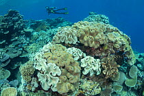 Coral reef with diver in background. Queensland, Australia. 2019. Model released.