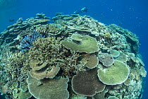 Coral reef with fish and diver from Coral IVF, Coral Larval Restoration Project in background. Project led by Southern Cross University to rear Coral and replenish degraded sections of Great Barrier R...