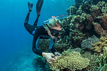 Biologist Katie Chartrand of James Cook University collecting Coral samples to further knowledge of Coral spawning, part of the Coral Larval Restoration Project led by Southern Cross University. Great...