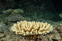 Coral (Acropora sp) spawning. Spawn collected by Coral Larval Restoration project led by Dr. Peter Harrison of Southern Cross University to rear Coral and repopulate reefs. Great Barrier Reef, Queensl...