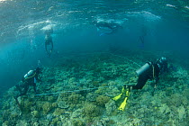 Scientists from Coral IVF team setting up larval distribution plots. Project to rear Coral and replenish degraded sections of Great Barrier Reef, led by Prof. Peter Harrison of Southern Cross Universi...