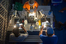 Scientists and researchers from Coral IVF project led by Southern Cross University looking down microscopes at night. Researchers scraping out reared Coral growing on settlement tiles before they can...