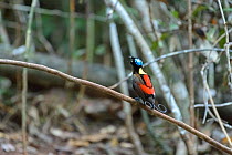 Wilson&#39;s bird-of-paradise (Cicinnurus respublica) male displaying, perched on branch in bower staging area. Raja Ampat Islands, West Papua, Indonesia.
