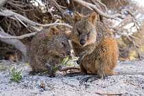 Quokka (Setonix brachyurus), two feeding. Rottnest Island, Western Australia.