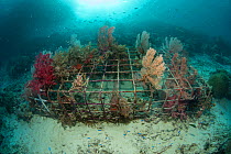 Soft coral (Alcyonacea) growing on artificial reef made from wire structure, fish in background. In area of damaged coral reef. Misool Eco Resort, Raja Ampat Islands, Indonesia. 2018.