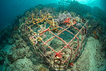 Soft coral (Alcyonacea) growing on artificial reef made from wire structure, in area of damaged coral reef. Misool Eco Resort, Raja Ampat Islands, Indonesia. 2018.