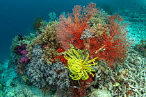 Soft coral (Alcyonacea) growing on artificial reef made from wire, in damaged area of coral reef. Misool Eco Resort, Raja Ampat Islands, Indonesia. 2018.