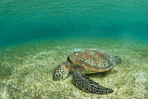 Green sea turtle (Chelonia mydas) feeding on Seagrass bed in shallow waters. Misool Eco Resort, Raja Ampat Islands, Indonesia.