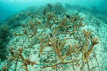 Soft coral (Alcyonacea) growing in artificial reef wire structure, within damaged area of coral reef. Misool Eco Resort, Raja Ampat Islands, Indonesia.