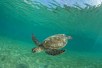Green sea turtle (Chelonia mydas) feeding on Seagrass bed. Misool Eco Resort, Raja Ampat Islands, Indonesia.