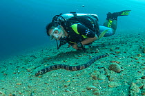 Diver looking at Banded snake eel (Myrichthys colubrinus) on sea floor. Ambon Island, Indonesia. 2018. Model released.