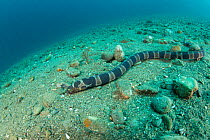 Banded snake eel (Myrichthys colubrinus) on sea floor. Ambon Island, Indonesia.