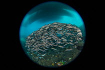 Striped catfish (Plotosus lineatus) schooling between boats docked at pier and litter on sea floor, taken with fisheye lens. Ambon Island, Maluku, Indonesia. 2018.