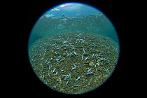 Sea floor littered with discarded bycatch from commercial fishing vessels, taken with fisheye lens. Indonesia. 2018.