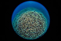Coral reef taken with fisheye lens. Near Gunung Banda Api volcano, Banda Neira, Banda Islands, Indonesia.