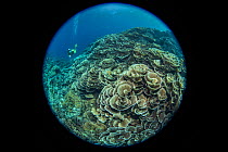 Cabbage coral (Scleractinia) in coral reef near Gunung Banda Api volcano, these corals thrived in lava flow from the 1988 eruption. Diver in background, taken with fisheye lens. Banda Neira, Banda Isl...