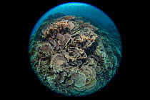 Cabbage coral (Scleractinia) in coral reef near Gunung Banda Api volcano, these corals thrived in lava flow from the 1988 eruption, taken with fisheye lens. Banda Neira, Banda Islands, Indonesia.