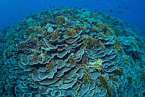 Cabbage coral (Scleractinia) in coral reef near Gunung Banda Api volcano, these corals thrived in lava flow from the 1988 eruption. Banda Neira, Banda Islands, Indonesia.