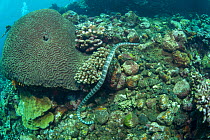 Olive sea snake (Aipysurus laevis) swimming over coral reef. Gunung Api atoll, Indonesia.