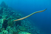 Olive sea snake (Aipysurus laevis) swimming over coral reef. Gunung Api atoll, Indonesia.