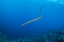 Olive sea snake (Aipysurus laevis) above coral reef. Gunung Api atoll, Indonesia.