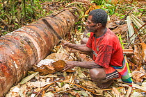 Man harvesting pith from trunk of Palm, most likely Sago palm (Metroxylon sagu), before processing into Sago, a starchy staple. West Papua, Indonesia. 2018.