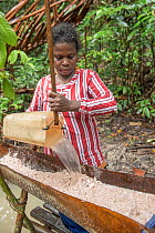 Woman pouring water onto pith harvested from Palm, most likely Sago palm (Metroxylon sagu). Processing into sago, a starchy staple. West Papua, Indonesia. 2018.