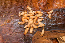 Sago palm weevil (Rhynchophorus sp) grubs found during Sago palm (Metroxylon sagu) harvest. These larvae feed of rotting trunks of palm used as a starchy staple in West Papua, Indonesia. 2018.
