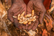 Sago palm weevil (Rhynchophorus sp) grubs held in hands. These larvae feed of rotting trunks of Sago palm (Metroxylon sagu), used as a starchy staple in West Papua, Indonesia. 2018.