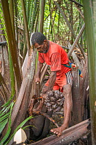 Man harvesting pith of Palm tree to be processed into sago, a starchy staple. Sago palm (Metroxylon sagu) is most commonly used. West Papua, Indonesia. 2018.