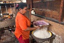Woman sieving sago flour, a starchy food staple most commonly made from Sago palm (Metroxylon sagu). West Papua, Indonesia. 2018.