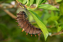 Cairns birdwing butterfly (Ornithoptera euphorion) caterpillar on leaf. Queensland, Australia.