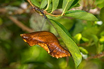 Cairns birdwing butterfly (Ornithoptera euphorion) chrysalis on leaf. Queensland, Australia.