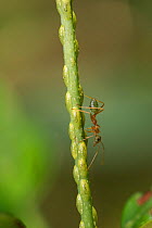 Green tree ant (Oecophylla smaragdina) walking on stem covered with Scale insects (Sternorrhyncha). Far North Queensland, Australia.
