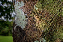 Lichen spider (Pandercetes gracilis) camouflaged on tree trunk alongside Lichen. Daintree, Far North Queensland, Australia.