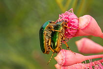 Christmas beetle (Anoplognathus sp) pair mating or feeding on flower. Atherton Tablelands, Far North Queensland, Australia.
